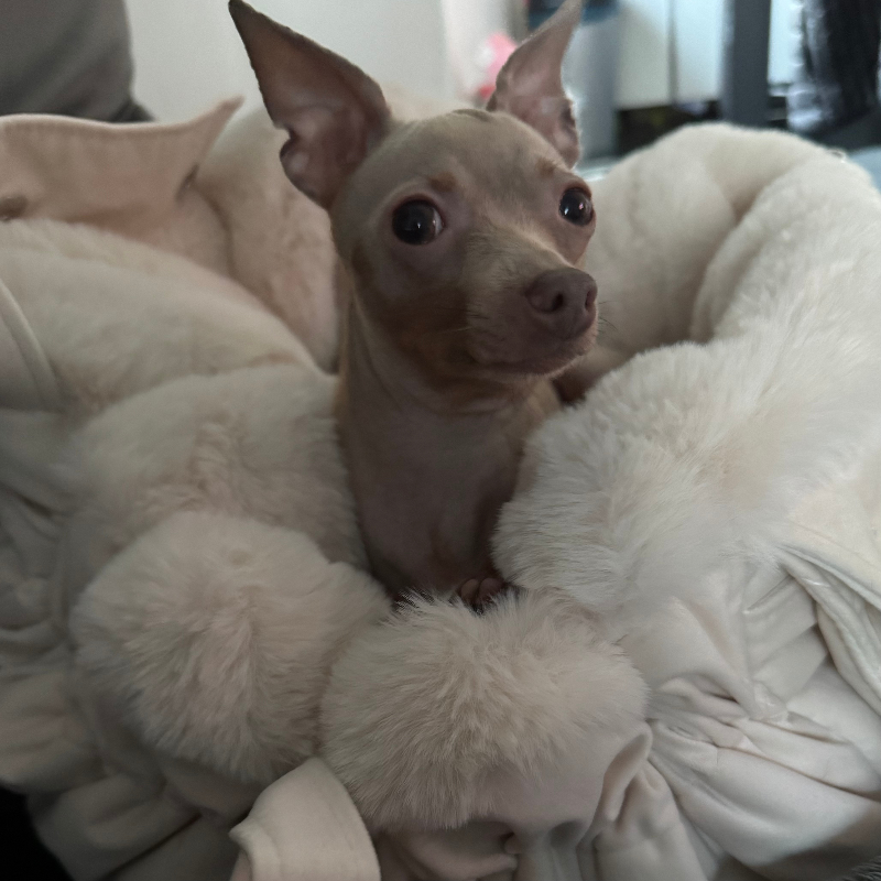 sac pour chihuahua de luxe