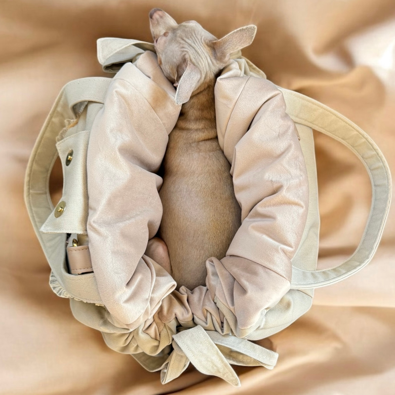 sac chihuahua été