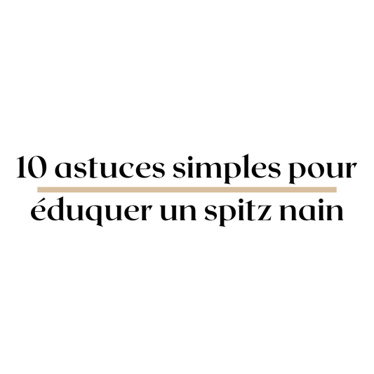 Comment éduquer un spitz nain ? - melissafendrichcreations