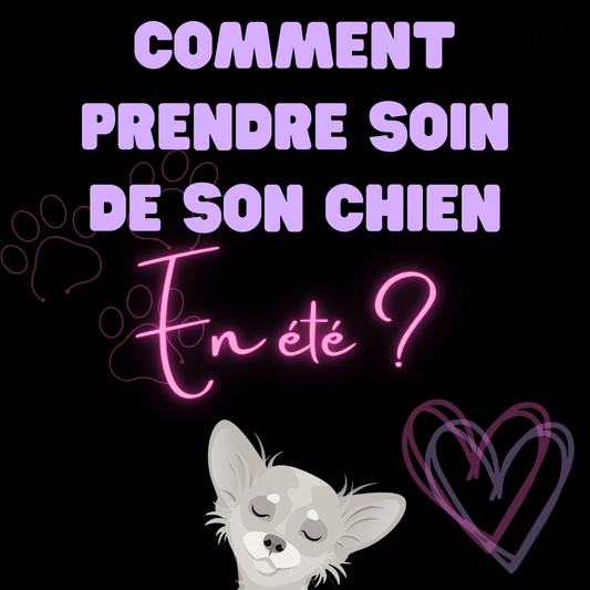 Comment prendre soin de son chien en été ? - melissafendrichcreations