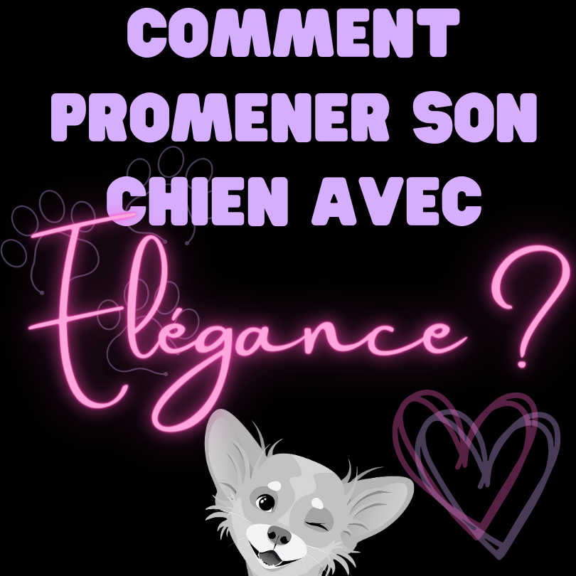 Comment promener son chien avec élégance ? Astuces pour les femmes apprêtées - melissafendrichcreations