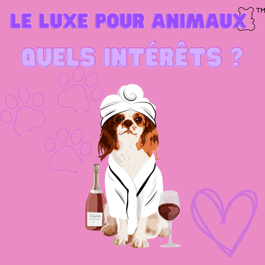 Le luxe pour animaux : quels intérêts ? - melissafendrichcreations