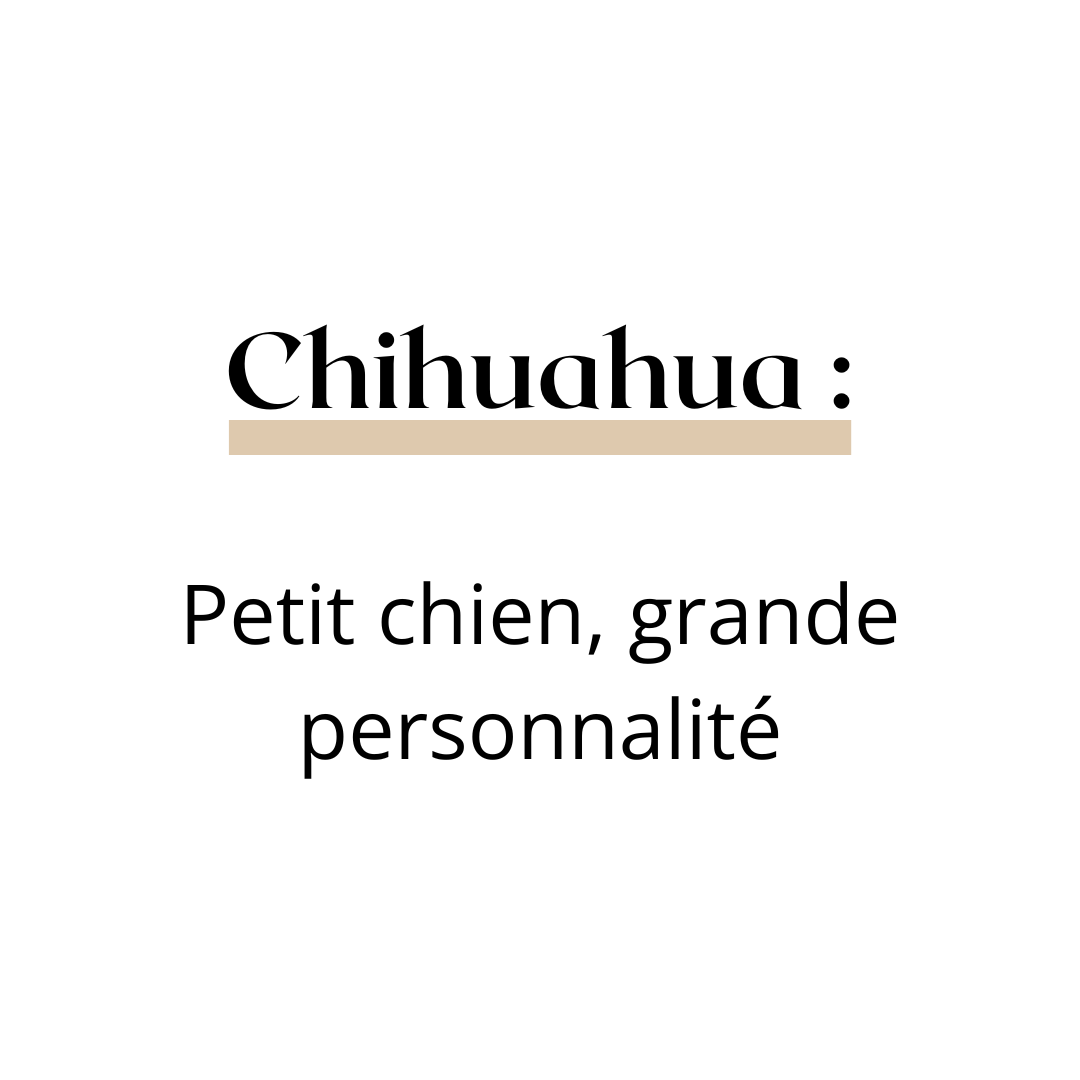 Quel est le caractère du chihuahua ? - melissafendrichcreations