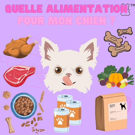 Quelle alimentation pour mon chien ? - melissafendrichcreations