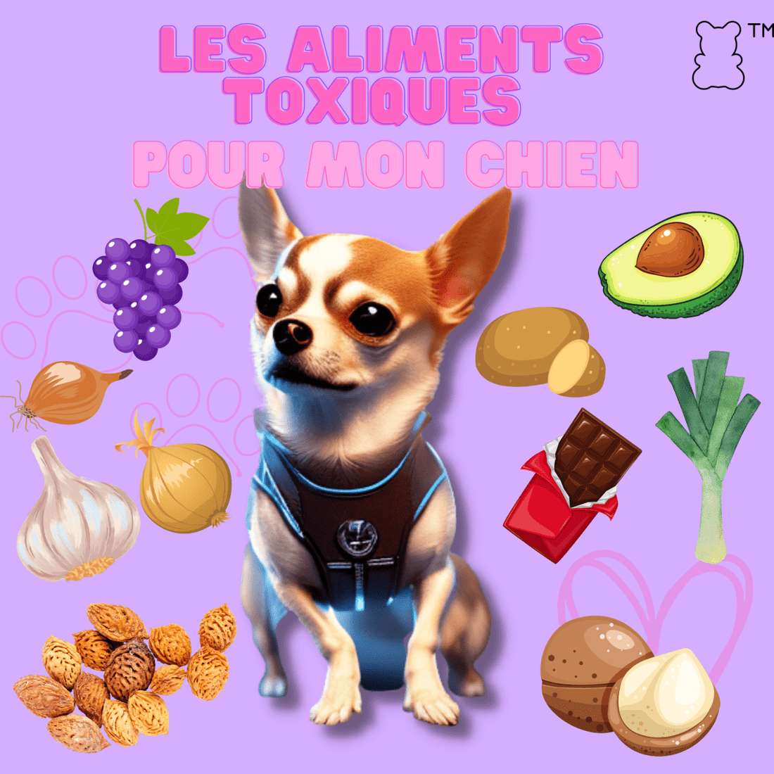 Quels sont les aliments toxiques pour mon chien ? - melissafendrichcreations