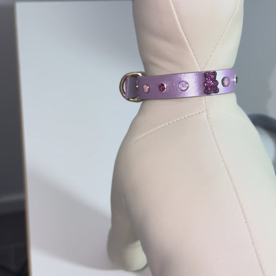 collier chihuahua en cuir