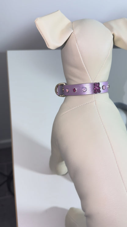 collier chihuahua en cuir